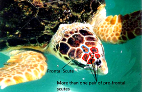 Loggerhead Head notes